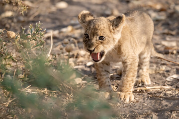 Lions in BWA