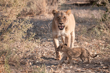 Lions in BWA