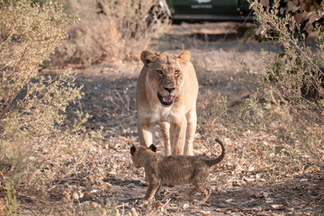 Lions in BWA