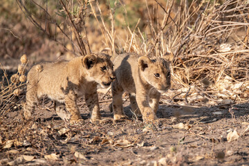 Lions in BWA