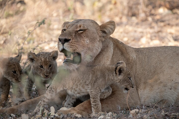Lions in BWA
