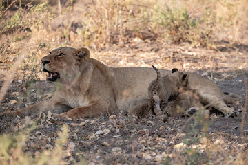Lions in BWA