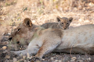 Lions in BWA