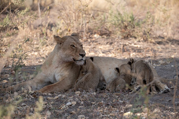 Lions in BWA