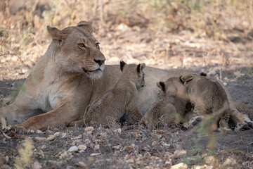 Lions in BWA