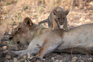 Lions in BWA