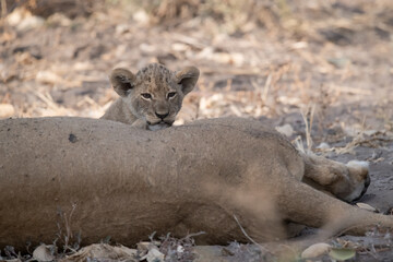 Lions in BWA