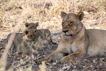 Lions in BWA