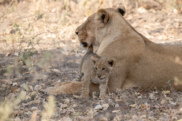 Lions in BWA