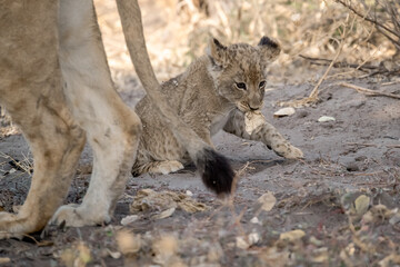 Lions in BWA