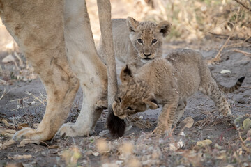 Lions in BWA