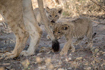 Lions in BWA