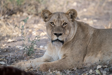 Lions in BWA