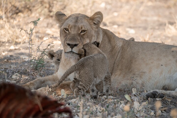 Lions in BWA