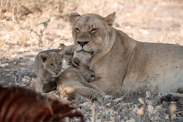 Lions in BWA
