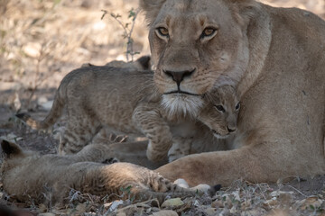 Lions in BWA