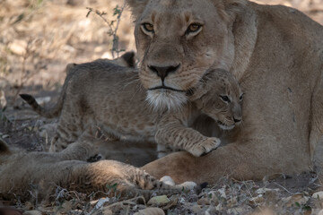 Lions in BWA