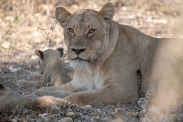 Naklejka premium Lions in BWA