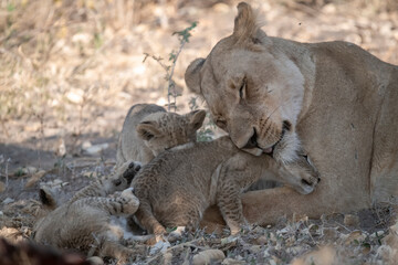 Lions in BWA