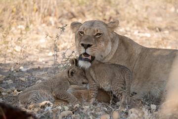 Lions in BWA