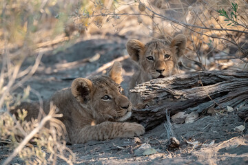 Lions in BWA