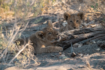 Lions in BWA