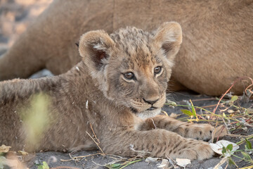 Lions in BWA