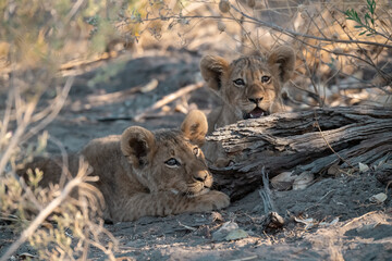 Lions in BWA