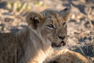Lions in BWA