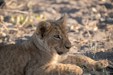 Lions in BWA