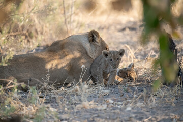 Lions in BWA