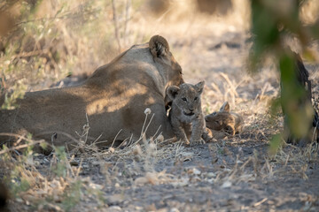 Lions in BWA