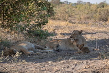 Lions in BWA