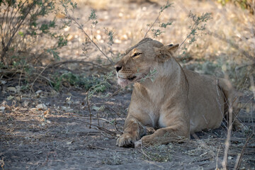 Lions in BWA