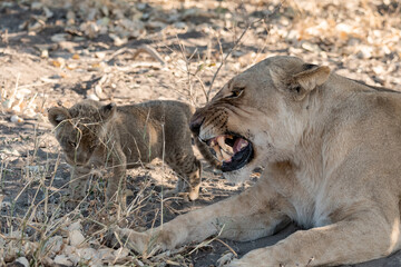 Lions in BWA