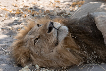 Naklejka premium Lions in BWA