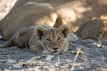 Lions in BWA