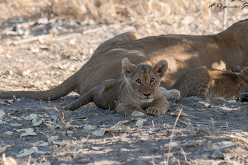 Lions in BWA