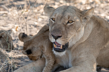 Lions in BWA