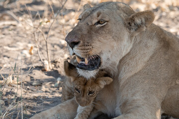 Lions in BWA
