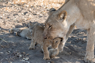 Lions in BWA