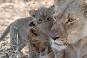 Lions in BWA