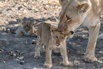 Lions in BWA