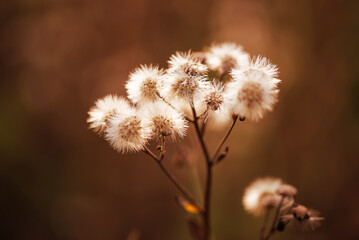Piękne dmuchawce na letniej łące  o zachodzie słońca. © Elżbieta Kaps