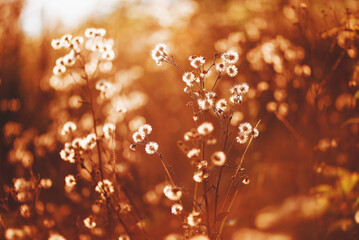 Piękne dmuchawce na letniej łące  o zachodzie słońca. © Elżbieta Kaps