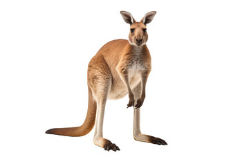 Fototapeta premium Kangaroo PNG with a transparent background for use in digital designs, presentations, and creative projects.