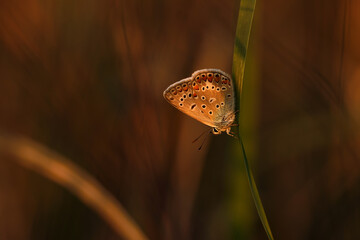 Piękny motyl na łące o zachodzie słońca, tapeta.  © Elżbieta Kaps