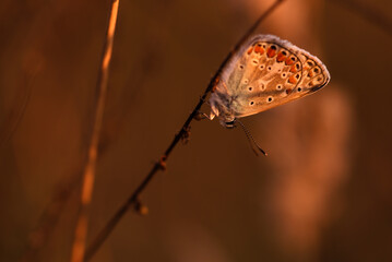 Piękny motyl na łące o zachodzie słońca, tapeta. 