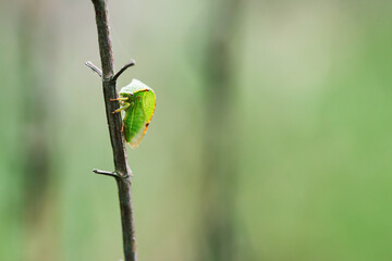 Kolcoróg bizoniak (Stictocephala bisonia) na gałęzi na łące. © Elżbieta Kaps