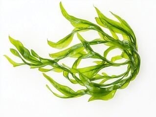 Isolated laminaria, spirulina, fucus, litotamnia seaweed, white background